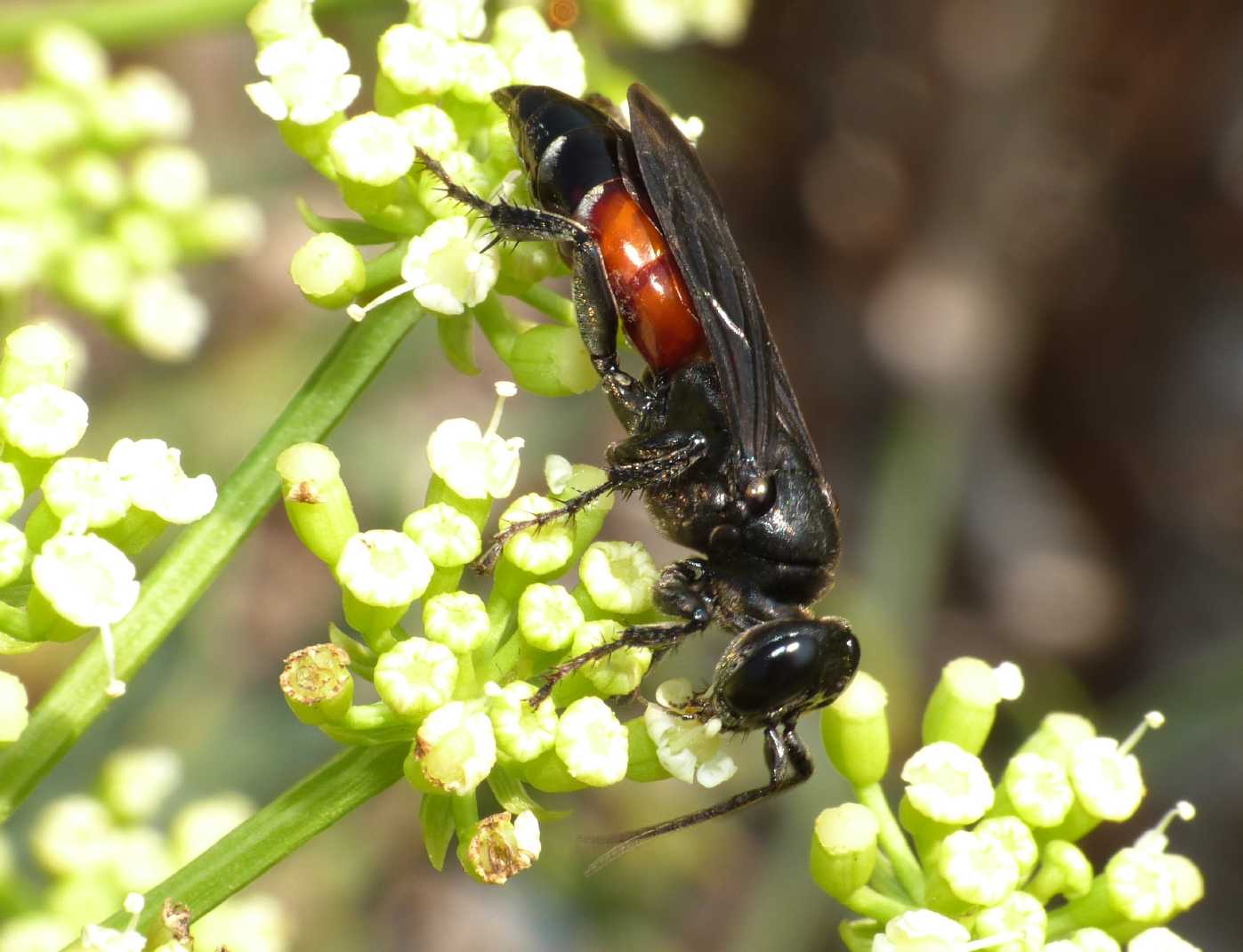 Pompilidae? No. Larra anathema (Crabronidae)